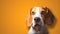 Beautiful beagle dog headshoot isolated on orange background
