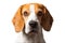 Beautiful beagle dog headshoot isolated on white background
