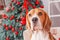 Beautiful beagle dog near New Year tree on Christmas eve