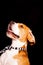 Beautiful Beagle dog portrait in photography studio