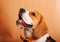 Beautiful Beagle dog portrait in photography studio