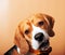 Beautiful Beagle dog portrait in photography studio