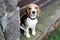 Beautiful beagle dogs. Little pet