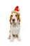 Beautiful beagle female dog in christmas hat