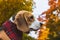 Beautiful beagle hunting dog on the background of the autumn forest