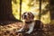 Beautiful beagle hunting dog with background with space for something