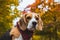 Beautiful beagle hunting dog with background with space for something