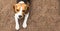 Beautiful beagle hunting dog on the ground background with space for something