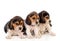 Beautiful beagle puppies brown and black