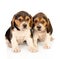 Beautiful beagle puppies brown and black