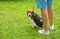 Beautiful beagle puppy dog sitting outdoor in the park. Owner walking with dog.