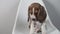 A beautiful beagle puppy poses for a photo in the studio