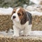 Beautiful beagle puppy in winter