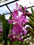 Beautiful Beallara or purple star orchid