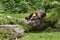 Beautiful bear in the nature looking habitat in Germany