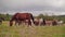 Beautiful beautiful horses grazing in the meadow. Horse farm