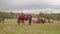 Beautiful beautiful horses grazing in the meadow. Horse farm