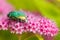 Beautiful beetle Rose chafer -Cetonia aurata gathering flower pollen on Spirea Japonica