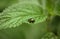 Beautiful beetle with shining wings closeup. Chrysolina fastuosa on a green background on a nettle leaf. Insect pest. Side view