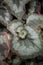 Beautiful begonia escargot flower