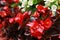 Beautiful Begonia semperflorens-cultorum