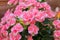 Beautiful Begonia Tuberhybrida flower.