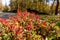 Beautiful begonias in the garden