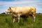 Beautiful beige cows of the blonde aquitaine breed of Europe. Beef animals in the field