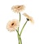 Beautiful beige gerbera flowers isolated on white