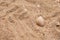 Beautiful beige shell of a mollusk lies on the background of sand on the beach of the Black Sea, close-up. Abstract marine