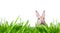 Beautiful,beige,small rabbit,baby in tall grass on meadow,isolated against white studio background.