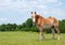 Beautiful Belgian Draft Horse looking