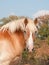 Beautiful Belgian draft horse looking at viewer