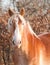 Beautiful Belgian Draft horse watching the viewer