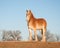 Beautiful Belgian draft horse in winter pastur