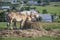 Beautiful belgian horses feeding on a bale of hay