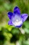 Beautiful Bellflower flowers in nature