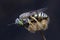 Beautiful Bembix oculata sand wasp resting on a spiky dead flower