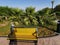 Beautiful Bench with palm tree background, Abudhabi,UAE