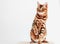Beautiful Bengal cat with bright green eyes, sits on a white background
