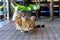 Beautiful bengal cat playing on the balcony