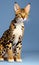 A beautiful Bengal cat posing on blue background