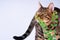 beautiful Bengal cat sniffing leaves, white background, clouse up, copy space