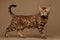 Beautiful Bengal Cat Stands on Brown background