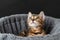 beautiful Bengal kitten in hammock. clouse up