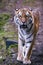 Beautiful Bengal male royal tiger closeup walking