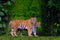 Beautiful Bengal tiger green tiger in forest show nature