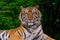 Beautiful Bengal tiger green tiger in forest show nature