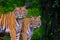 Beautiful Bengal tiger green tiger in forest show nature