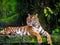 Beautiful Bengal tiger, queen tiger in forest show action nature.